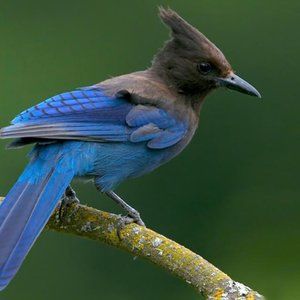 Meet your Posher, Jay